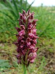 Anacamptis coriophora Mallorca 01.jpg