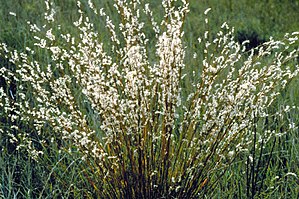 Andropogon scoparius.jpg