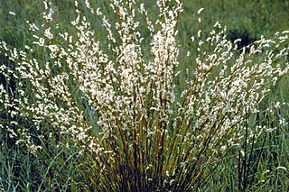 Andropogoneae Tribe of grasses