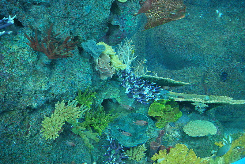 File:Anemones and corals, S.E.A. Aquarium, Marine Life Park, Resorts World Sentosa, Singapore - 20130105-01.JPG