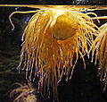 Anemone viridis in aquarium of Genoa
