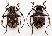 Anisocerus stellatus (10759689354) .jpg