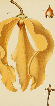 Анналы ботанического сада Бюитензорга (18220926288) .jpg