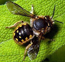 Anthidium manicatum male.jpg