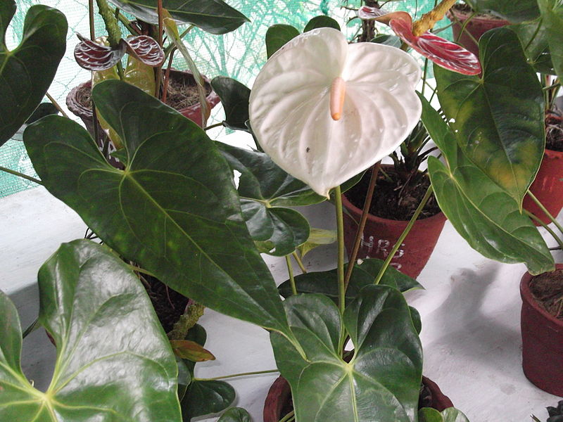 File:Anthurium andraeanum album-yercaud-salem-India.JPG