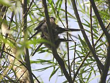 Long-tailed tits resting, mid-afternoon in energy saving anti-parallel paired formation in a willow Antipaired LTTs.jpg