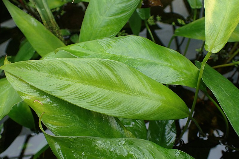 File:Anubias gracilis x A. barteri var. glabra kz01.jpg