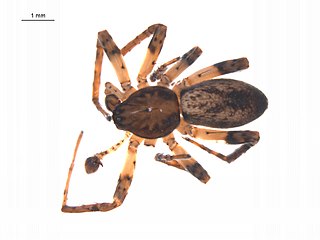 <i>Anyphaena aperta</i> Species of spider