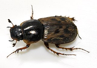 <i>Nimbus</i> (beetle) Genus of beetles