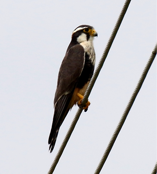 File:Aplomado Falcon.tif