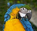 * Nomination Head of an Ara ararauna, blue parrot.--Jebulon 21:57, 25 April 2011 (UTC) * Promotion Good quality. --Mbdortmund 07:11, 26 April 2011 (UTC)