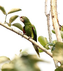 Aratinga finschi -San José, Costa Rica-8.jpg