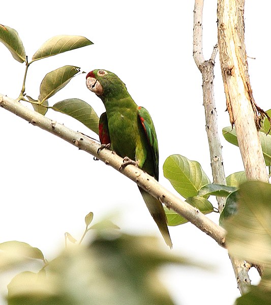 File:Aratinga finschi -San Jose, Costa Rica-8.jpg