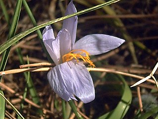 Arboretum La Alfaguara, Crocus