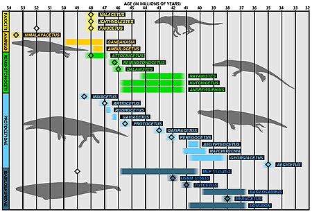 Tập_tin:Archaeoceti_geological_ages_01.jpg