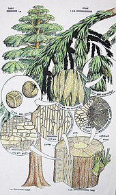 Restoration of the Late Devonian-Carboniferous tree Archaeopteris with insets detailing its anatomy Archaeopteris reconstruction.jpg