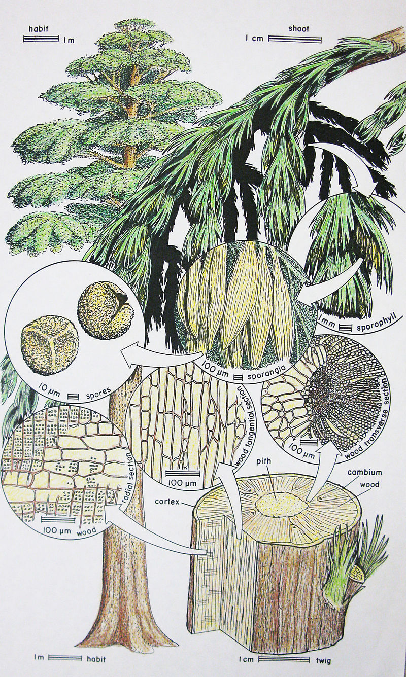 https://upload.wikimedia.org/wikipedia/commons/thumb/4/45/Archaeopteris_reconstruction.jpg/800px-Archaeopteris_reconstruction.jpg