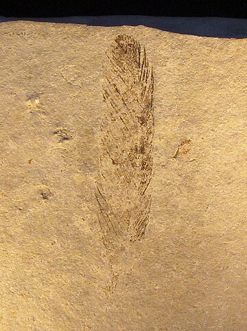 File:Archaeopteryx (Feather).jpg