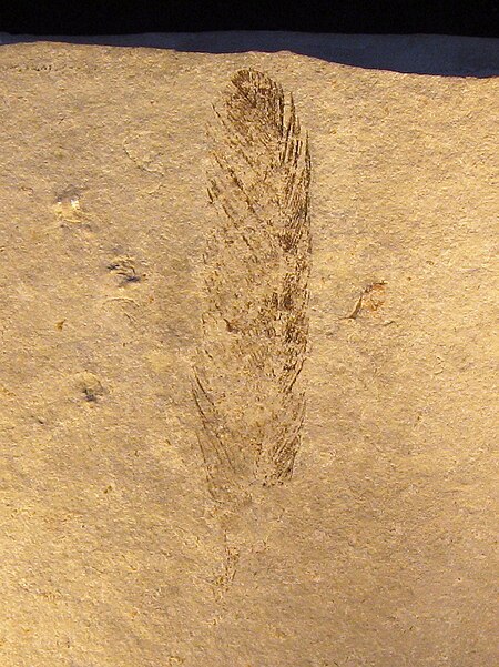 ไฟล์:Archaeopteryx_(Feather).jpg