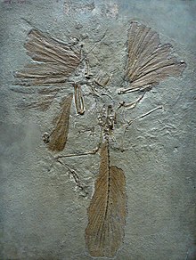 Archaeopteryx lithographica paris.JPG