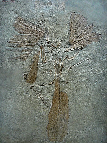 ไฟล์:Archaeopteryx_lithographica_paris.JPG