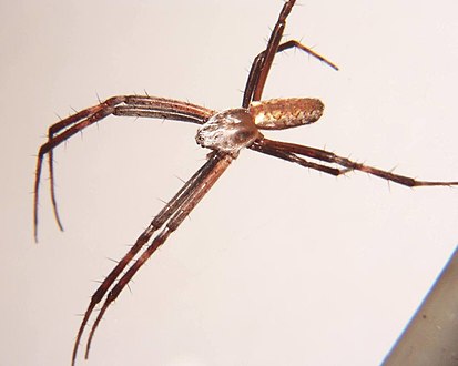 Amazing Spiders: Strange and Interesting Arachnid Facts - Owlcation