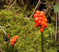 Arum maculatum - Wikipedia