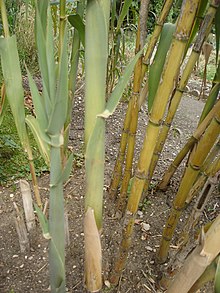 Arundo Donax 3.jpg