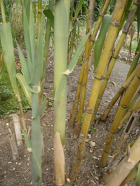 Tập_tin:Arundo_donax_3.jpg