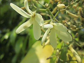 Описание изображения Arya.vatica pauciflora.taman kuning.2019.jpg.