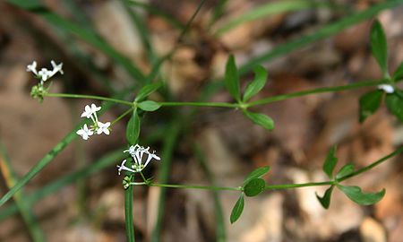 Tập_tin:Asperula_involucrata_2.jpg