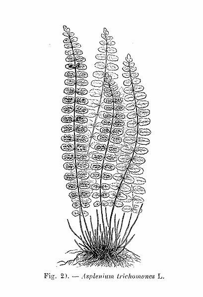 File:Asplenium trichomanes (dessin).jpg