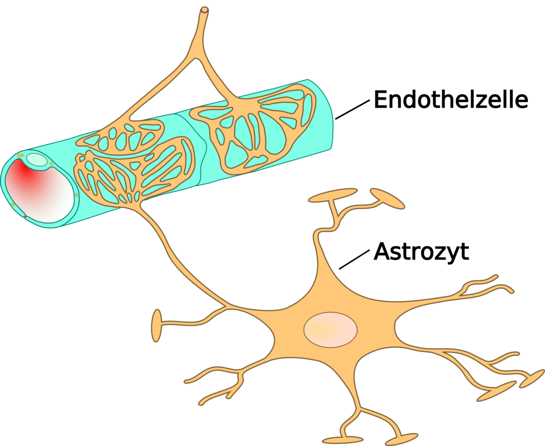 Endothel