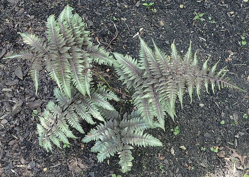 File:Athyrium niponicum 'Metallicum' kz01.jpg