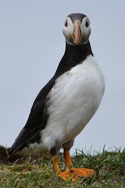 File:Atlantic Puffin (Fratercula arctica) - Elliston, Newfoundland 2019-08-13 (15).jpg