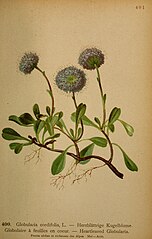 Category:Globularia cordifolia - botanical illustrations - Wikimedia ...