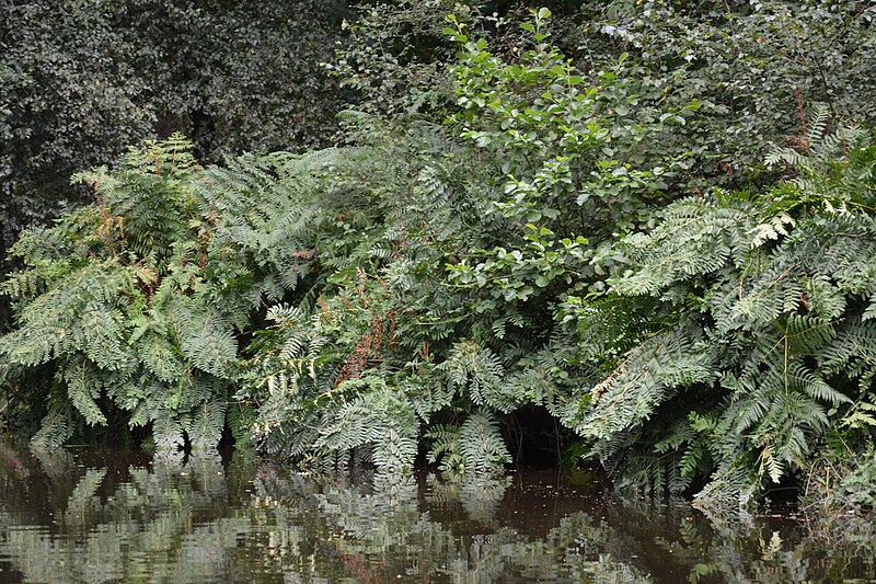 File:Auray (River)LeLochAmont de la Rivière d’AurayAout2018MorbihanLamiotMFL 08.jpg