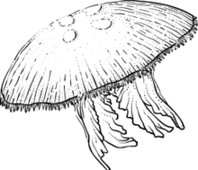 Jellyfish (Aurelia aurita) Aurelia aurita NASA.png