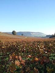 Image 73Autumn at Denbies Vineyard looking across the Mole Gap to Box Hill, the steepest slopes of the North Downs (from Portal:Surrey/Selected pictures)