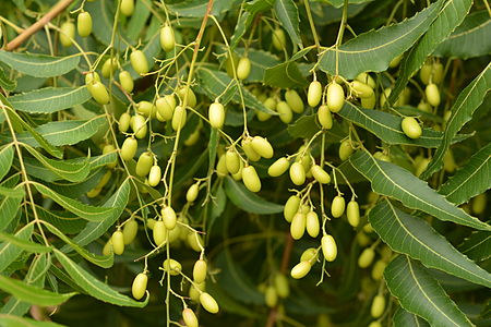 Azadirachta indica, leaves & fruits.JPG