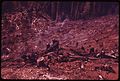 BUFFER STRIP BURNING IN A SLASH BURN IN OLYMPIC NATIONAL TIMBERLAND, WASHINGTON. NEAR OLYMPIC NATIONAL PARK - NARA - 555162.jpg
