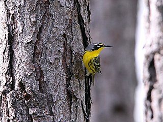 <span class="mw-page-title-main">Bahama warbler</span> Species of bird