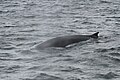 surfacing in St. Lawrence River