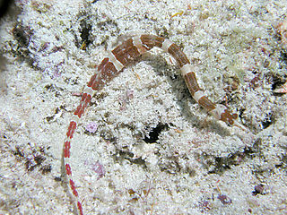 <i>Corythoichthys amplexus</i> species of fish