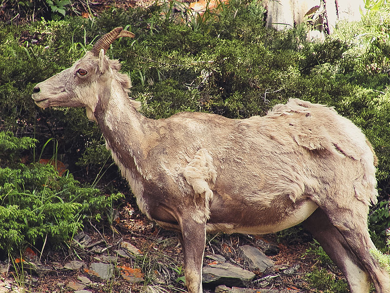 File:Banff National Park (16895110608).jpg