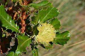 Banksia obovata.jpg