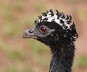 Fêmea de mutum-de-penacho (Crax fasciolata), uma espécie de galináceo da família Cracidae, nativa das florestas do leste da Bolívia, centro e sudoeste do Brasil, Paraguai e norte da Argentina. (definição 3 390 × 2 807)