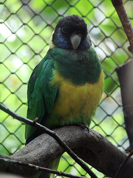 File:Barnardius zonarius (Wroclaw zoo)-1.JPG