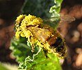 Bee carrying pollen