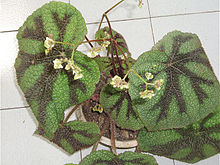 BegoniaMasonianaFlowers1.jpg